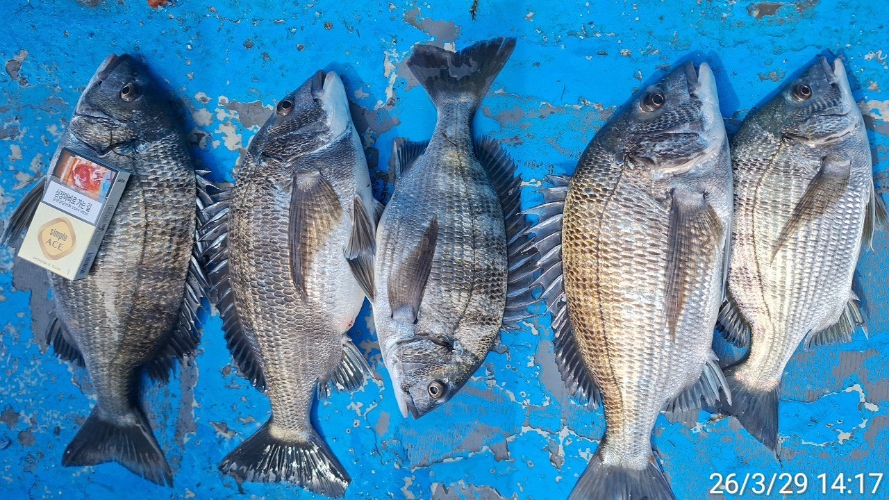 ����ڰ� �ø� �̹���