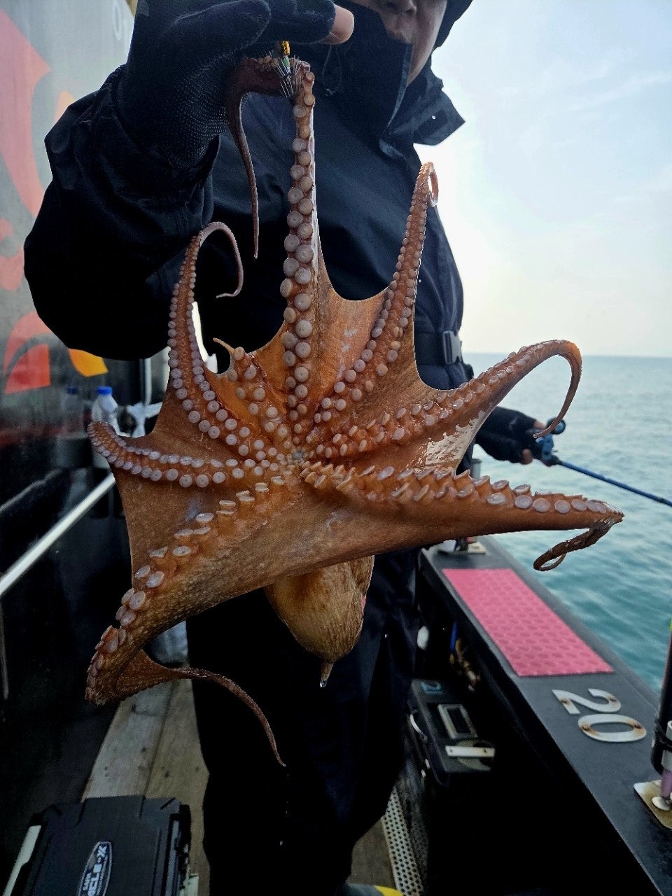 ����ڰ� �ø� �̹���