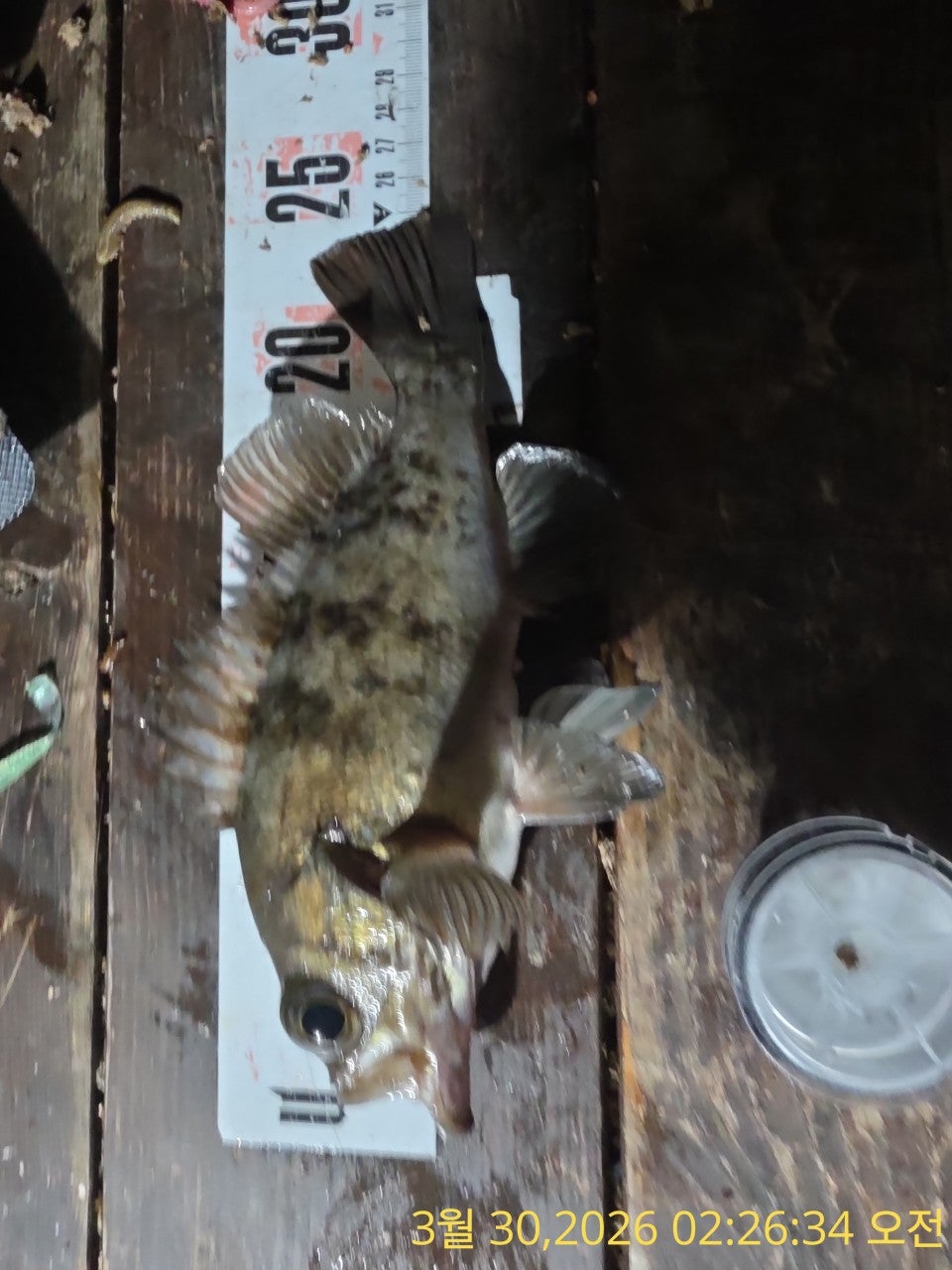 ����ڰ� �ø� �̹���