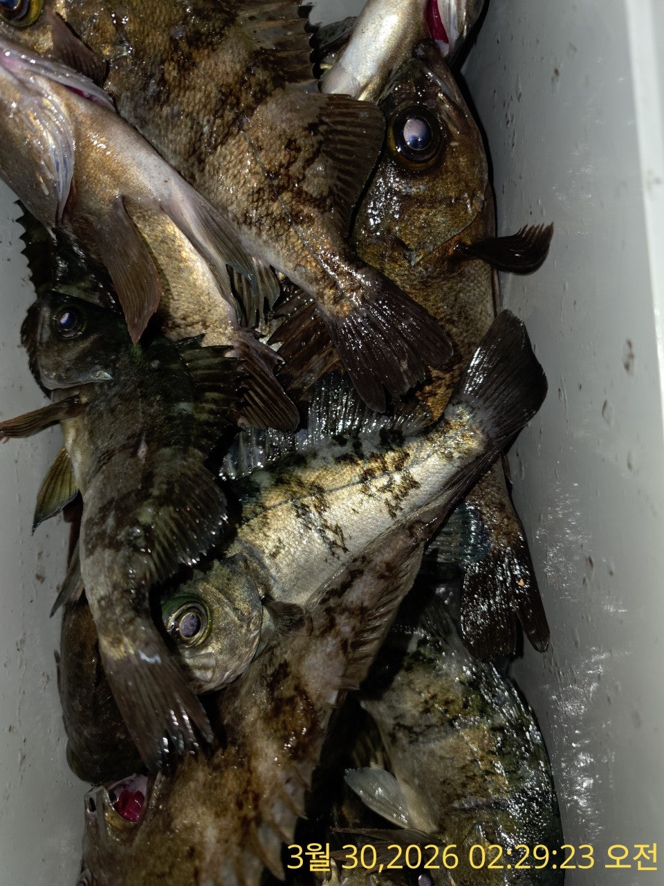 ����ڰ� �ø� �̹���