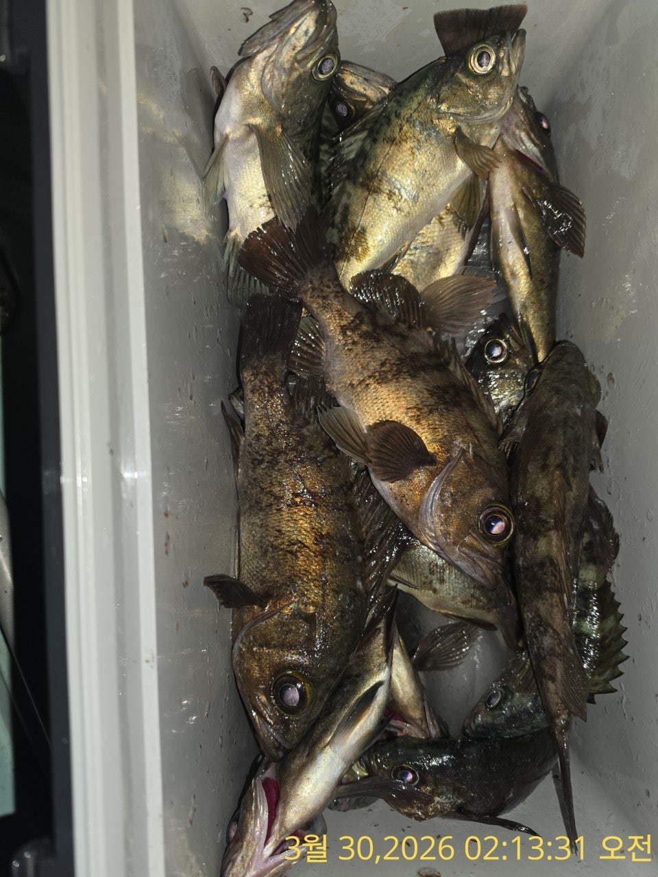 ����ڰ� �ø� �̹���