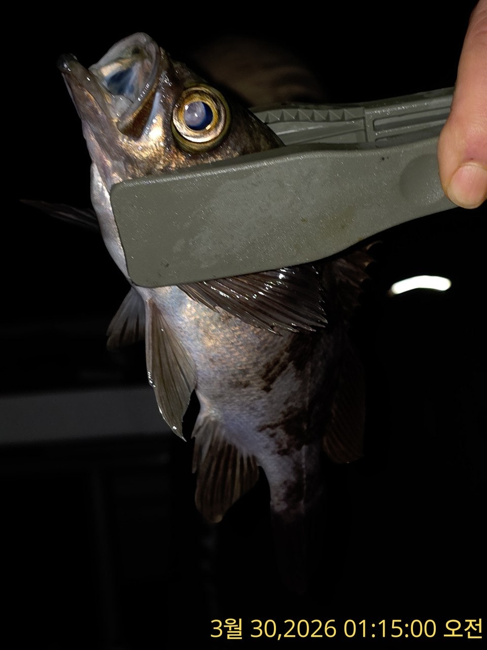 ����ڰ� �ø� �̹���