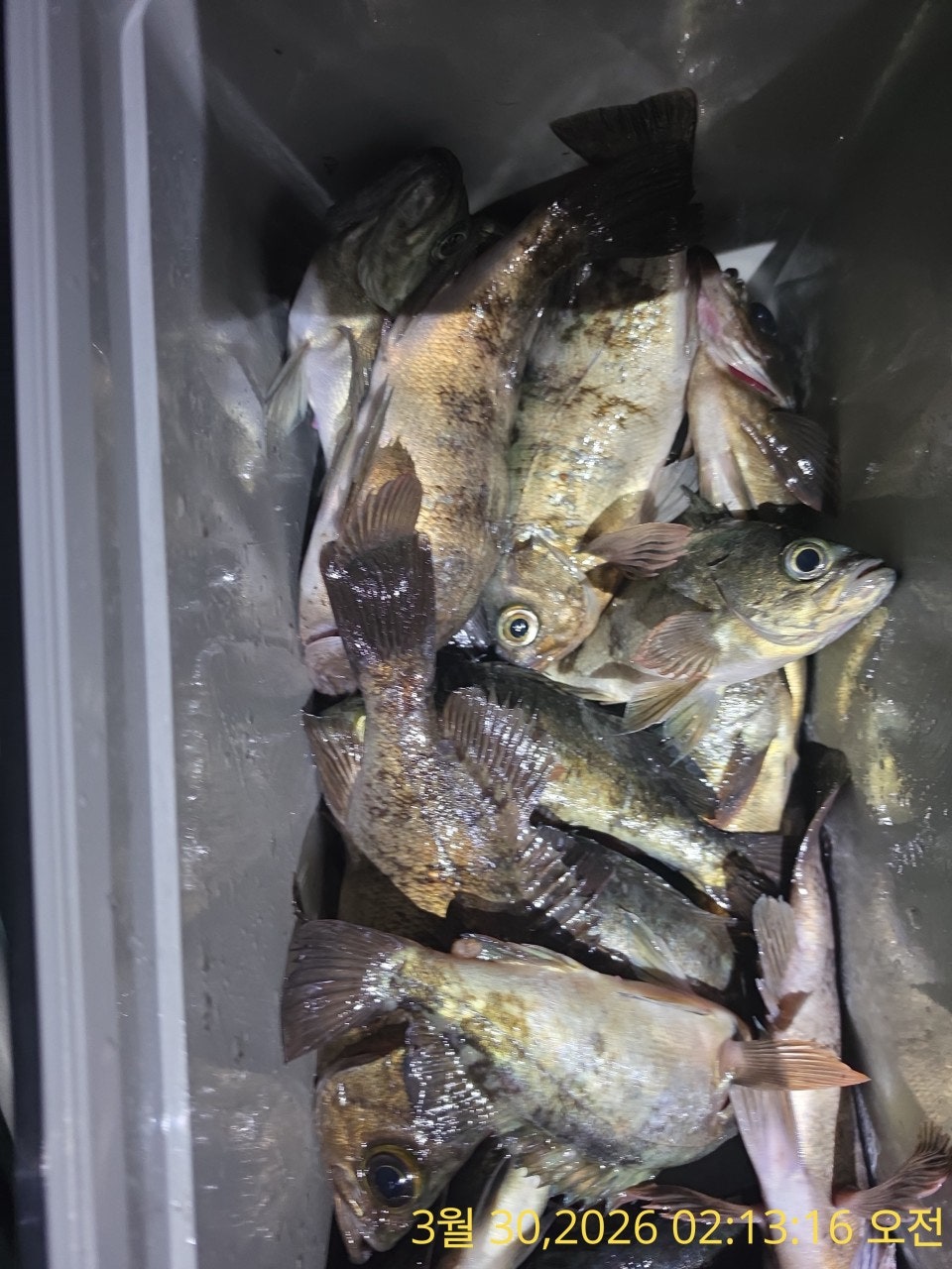 ����ڰ� �ø� �̹���