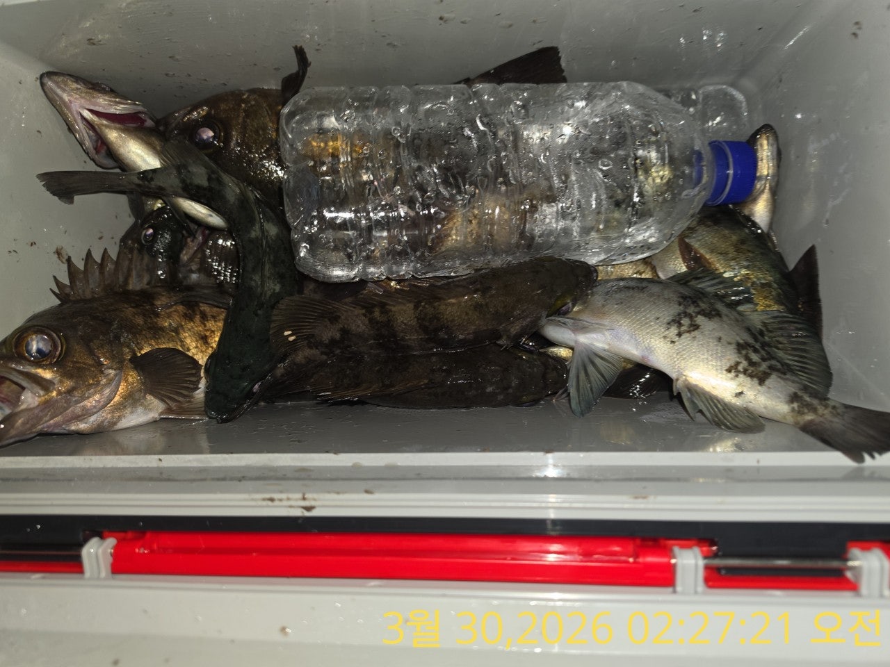 ����ڰ� �ø� �̹���