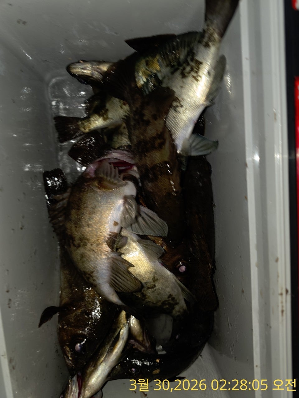 ����ڰ� �ø� �̹���