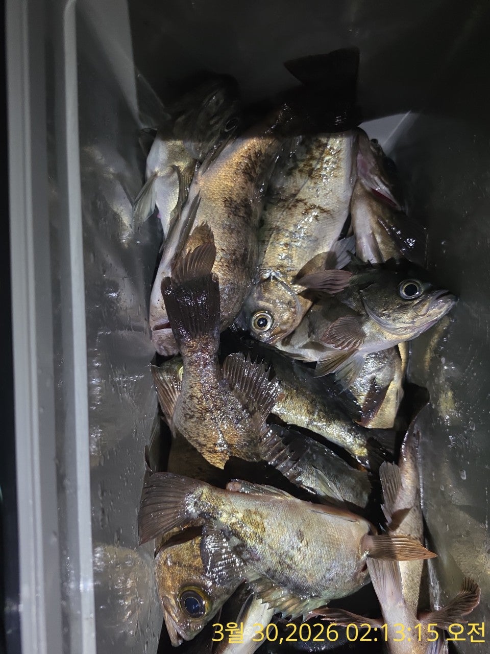 ����ڰ� �ø� �̹���