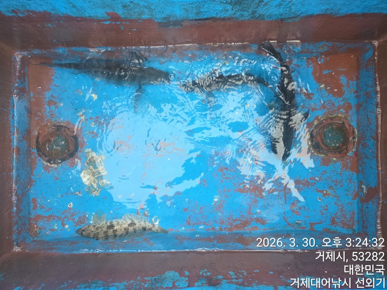 ����ڰ� �ø� �̹���