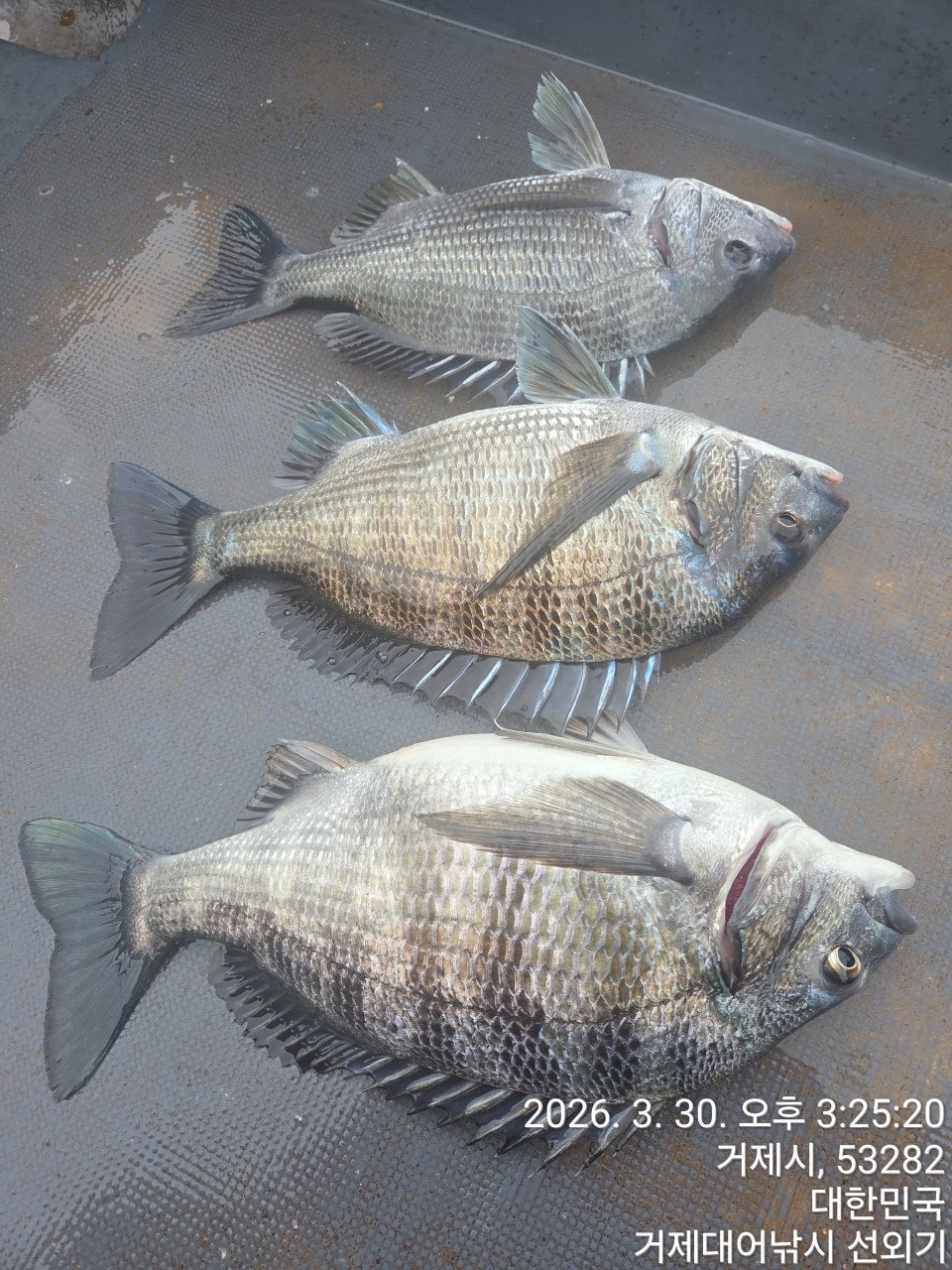 ����ڰ� �ø� �̹���