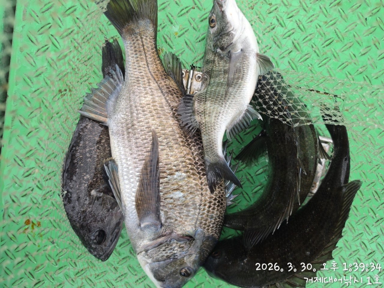 ����ڰ� �ø� �̹���