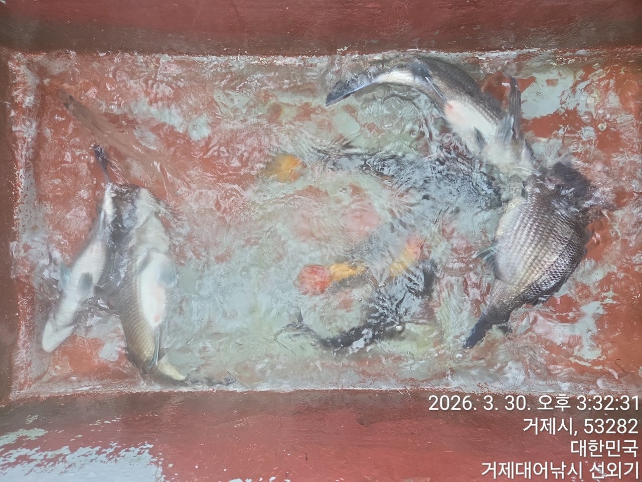 ����ڰ� �ø� �̹���