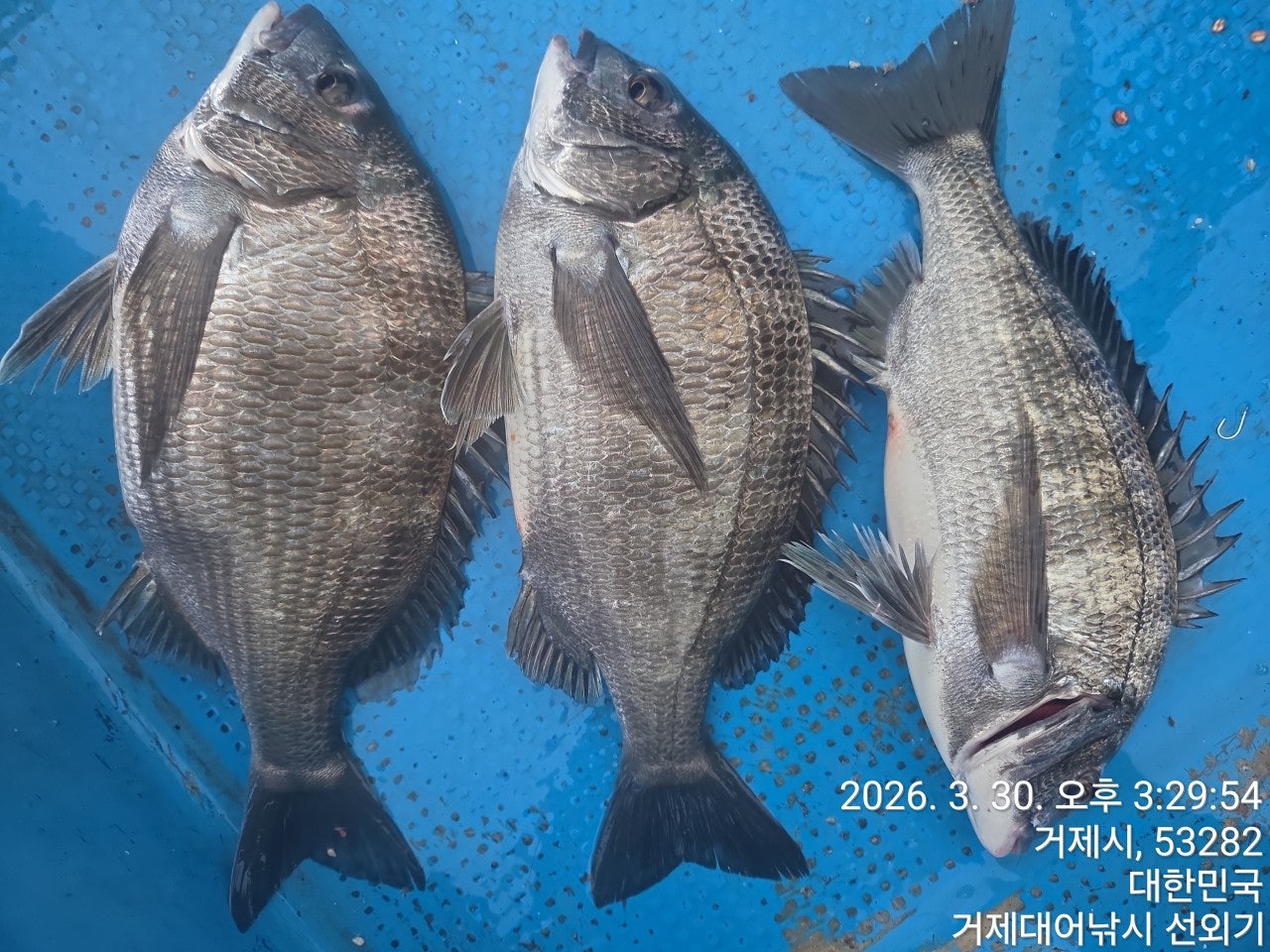 ����ڰ� �ø� �̹���