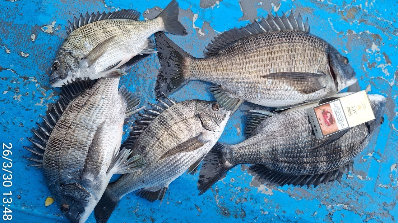 ����ڰ� �ø� �̹���