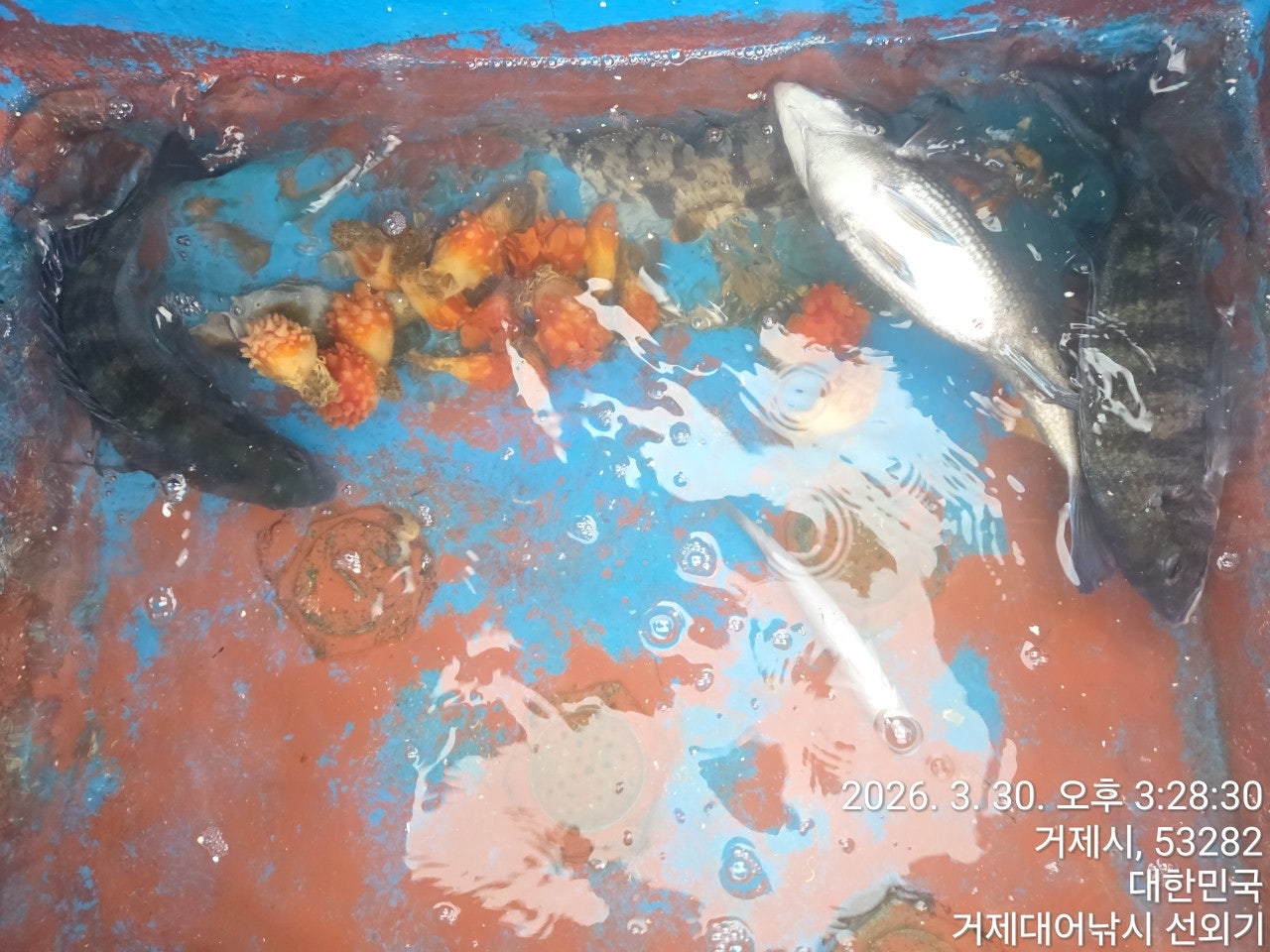 ����ڰ� �ø� �̹���