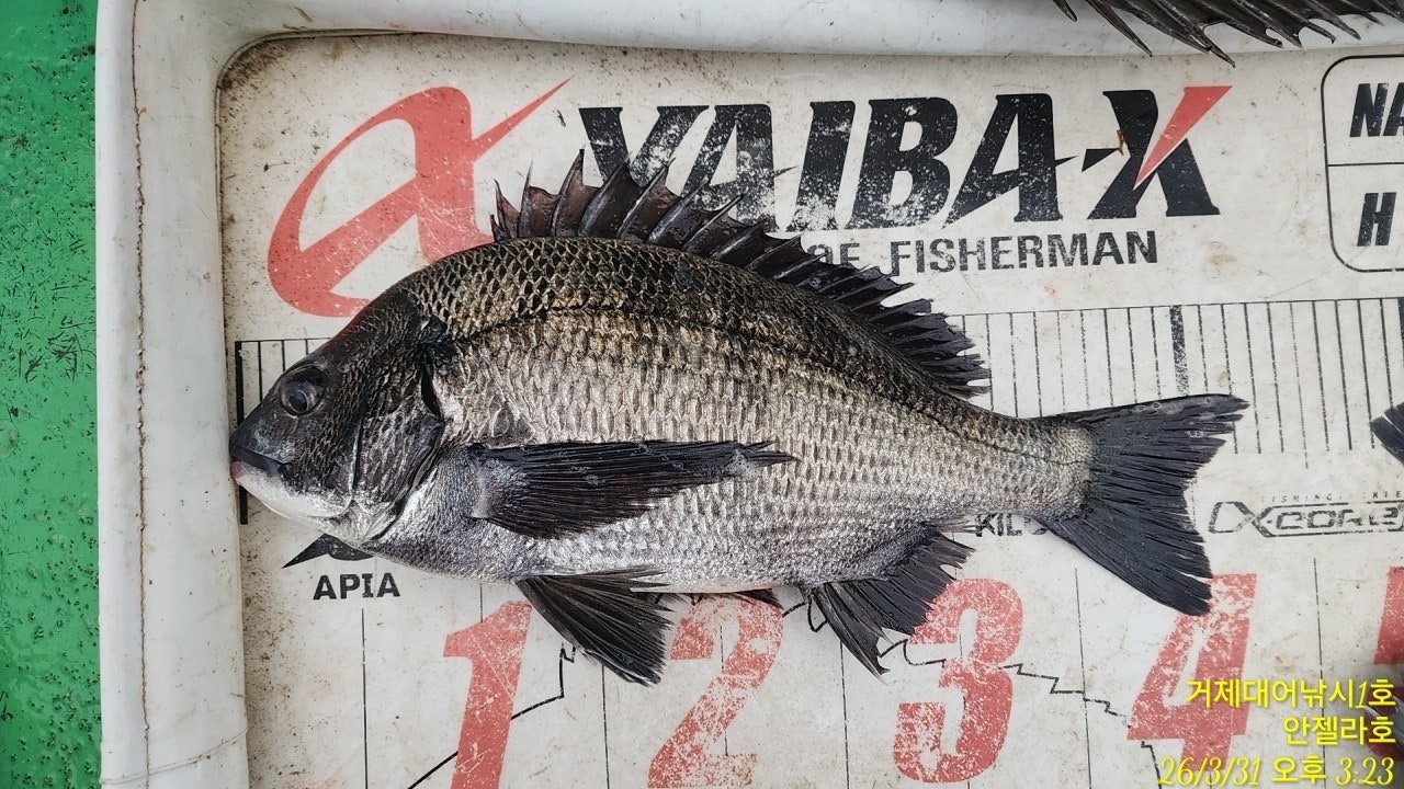 ����ڰ� �ø� �̹���