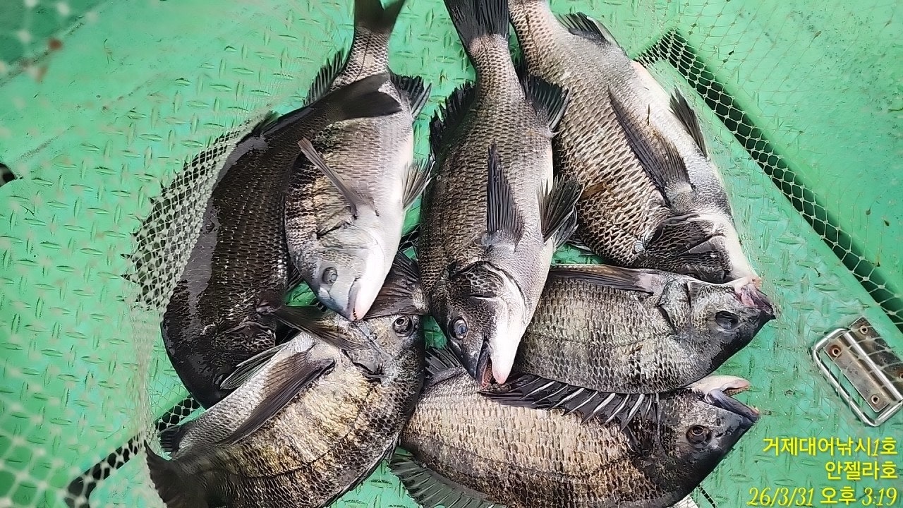 ����ڰ� �ø� �̹���