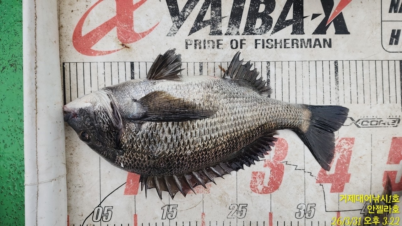 ����ڰ� �ø� �̹���