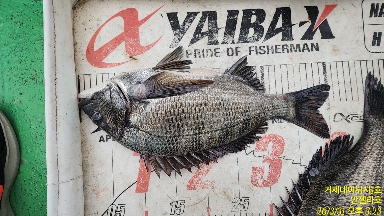 ����ڰ� �ø� �̹���