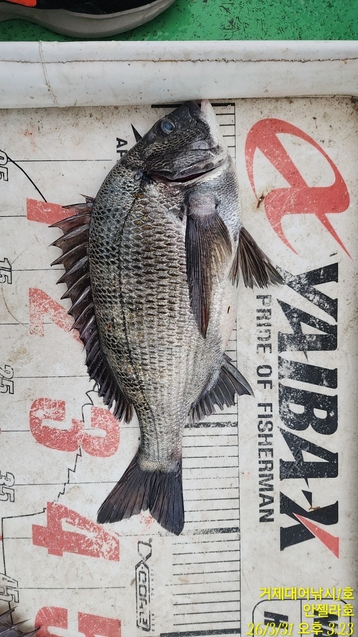 ����ڰ� �ø� �̹���