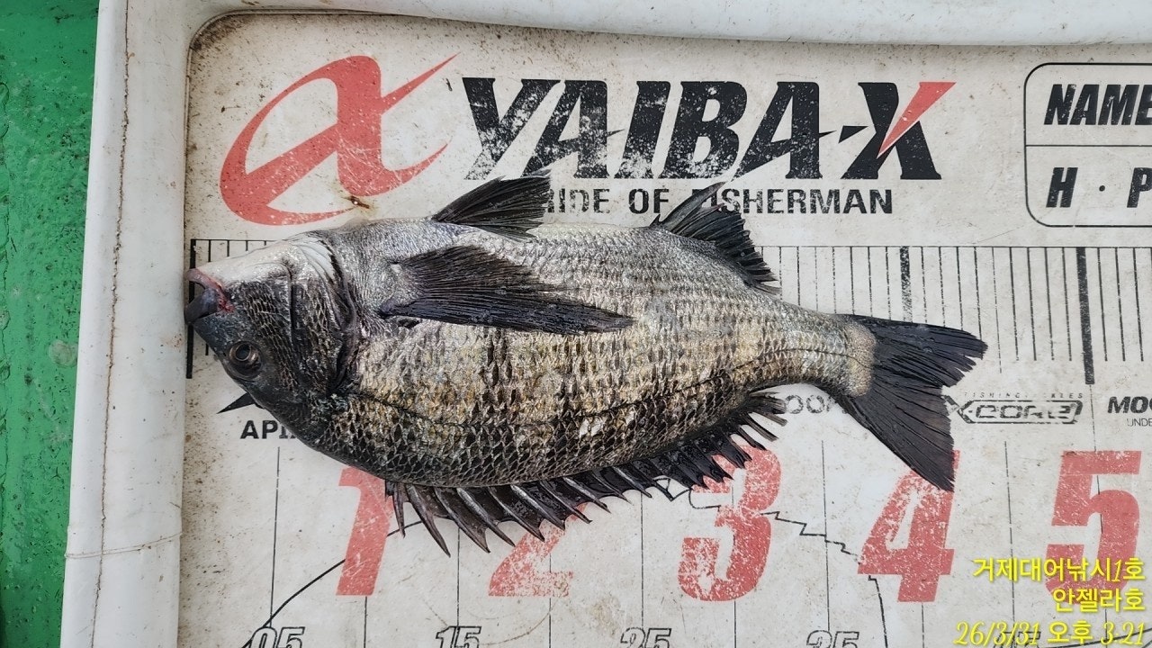 ����ڰ� �ø� �̹���