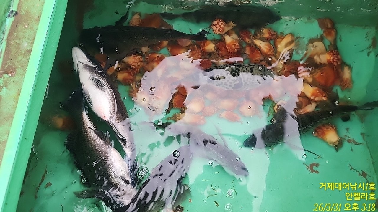 ����ڰ� �ø� �̹���