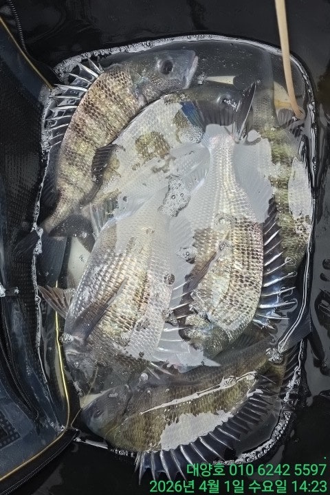 ����ڰ� �ø� �̹���