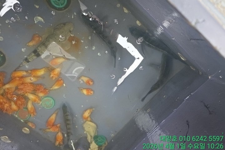 ����ڰ� �ø� �̹���