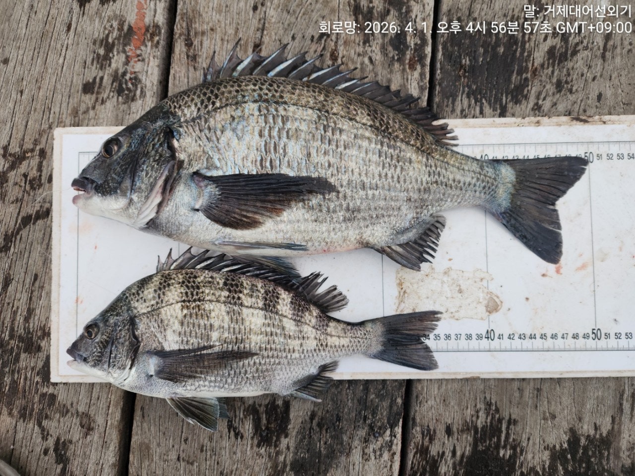 ����ڰ� �ø� �̹���