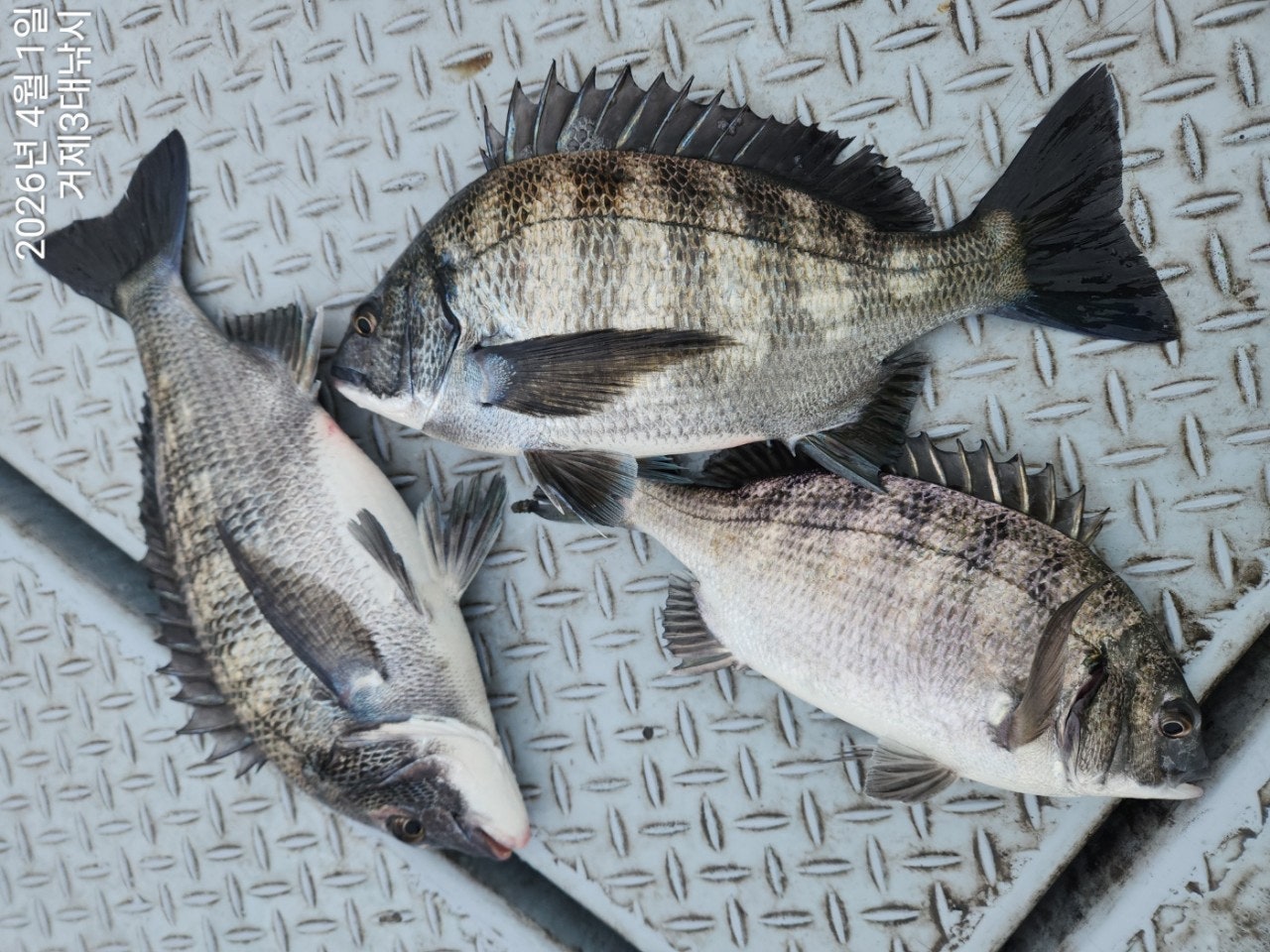 ����ڰ� �ø� �̹���