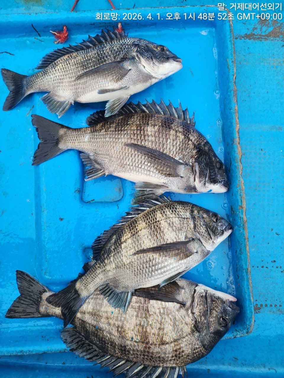 ����ڰ� �ø� �̹���