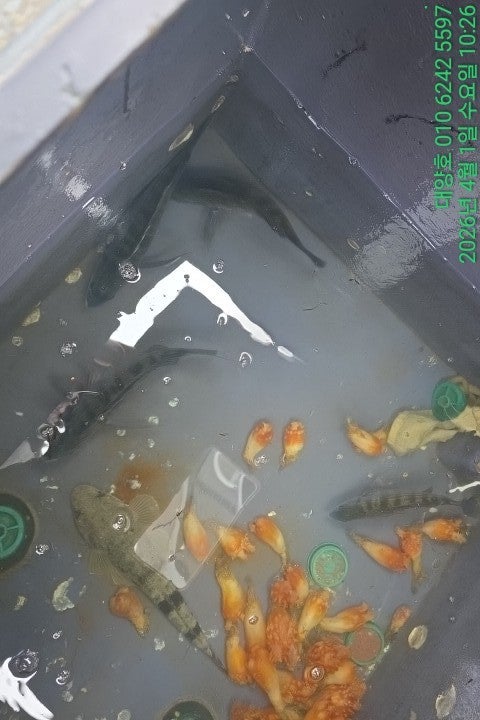 ����ڰ� �ø� �̹���