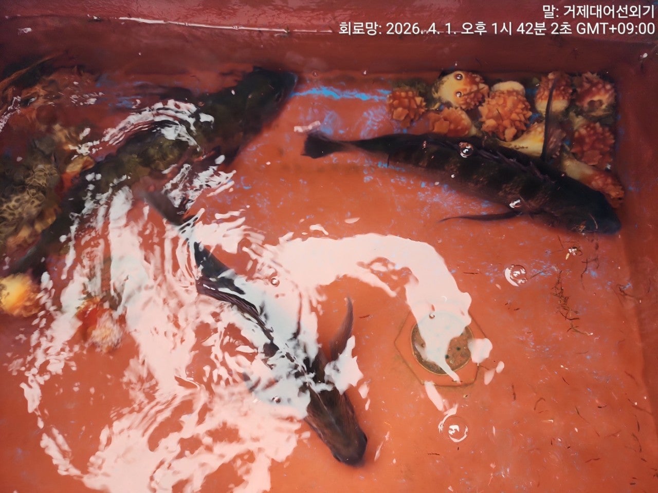 ����ڰ� �ø� �̹���