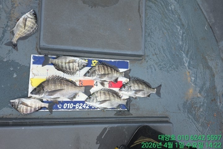 ����ڰ� �ø� �̹���