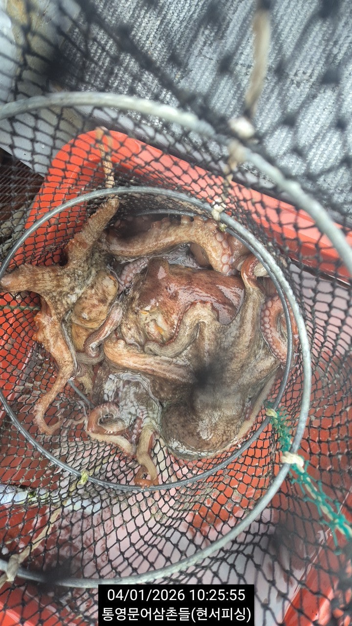 ����ڰ� �ø� �̹���