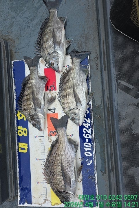 ����ڰ� �ø� �̹���