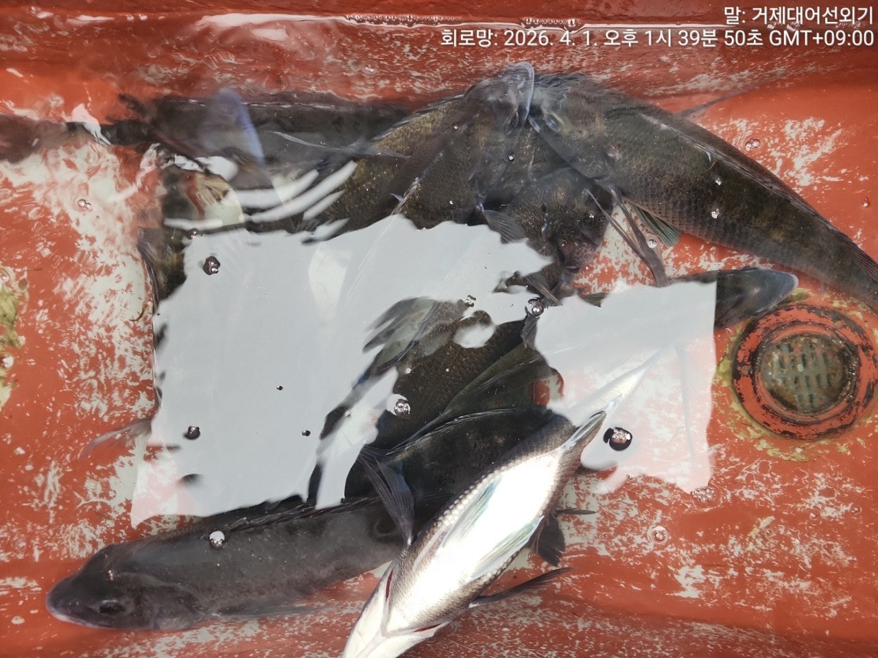 ����ڰ� �ø� �̹���