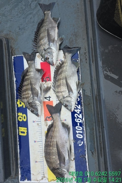 ����ڰ� �ø� �̹���