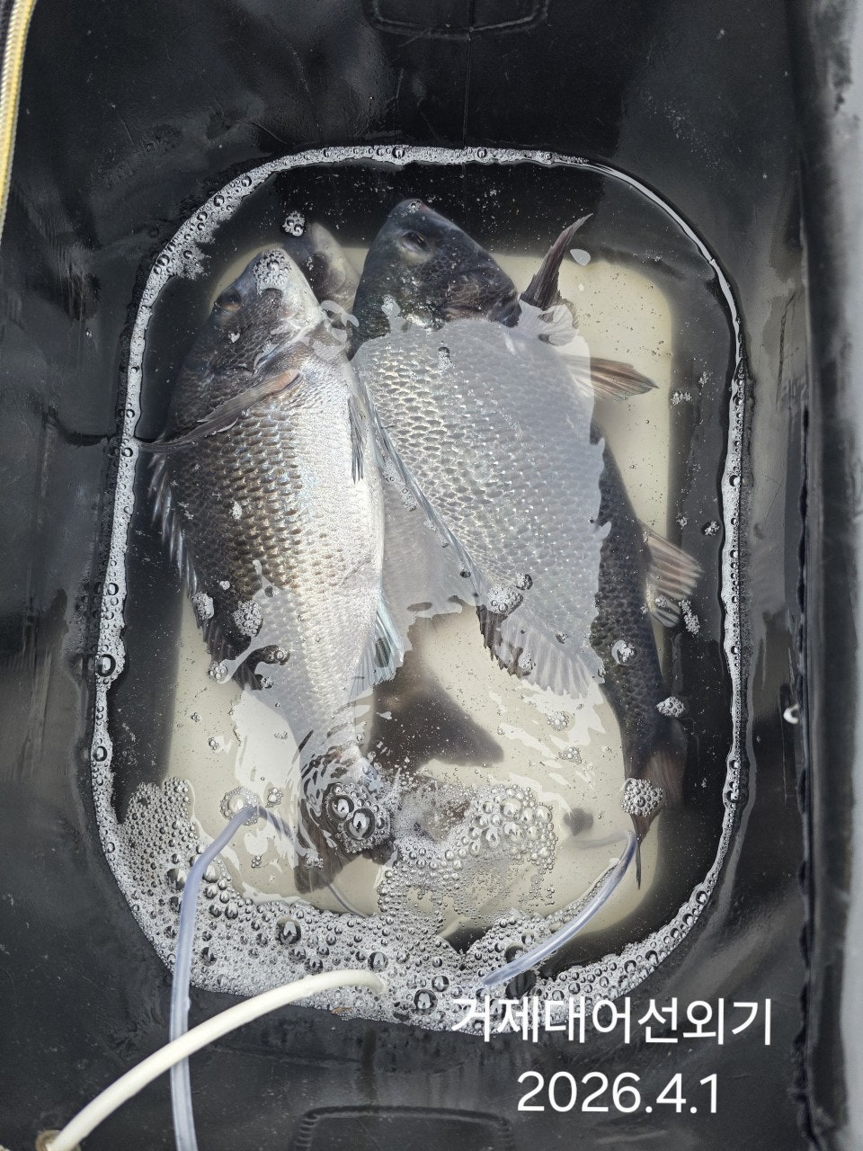 ����ڰ� �ø� �̹���