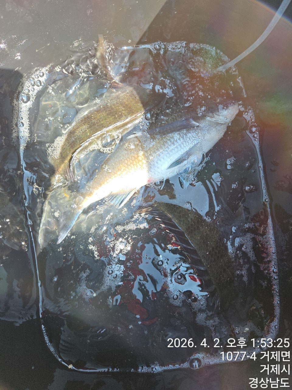 ����ڰ� �ø� �̹���