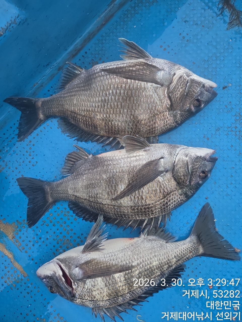 ����ڰ� �ø� �̹���