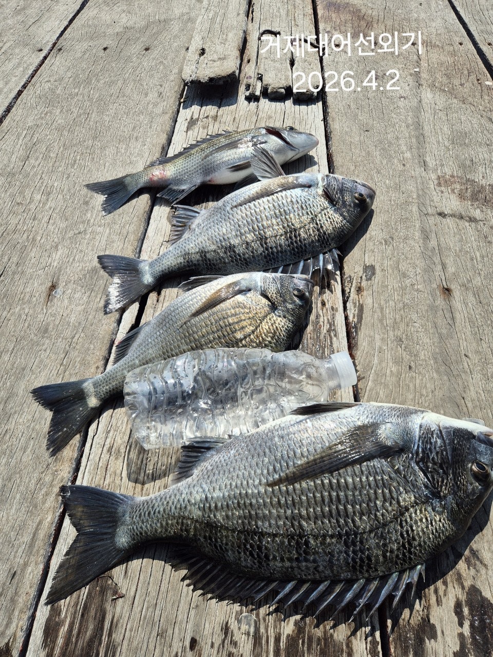 ����ڰ� �ø� �̹���