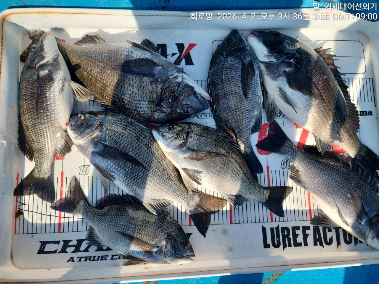 ����ڰ� �ø� �̹���