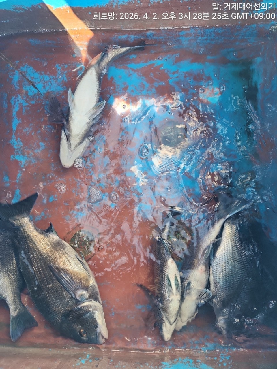 ����ڰ� �ø� �̹���