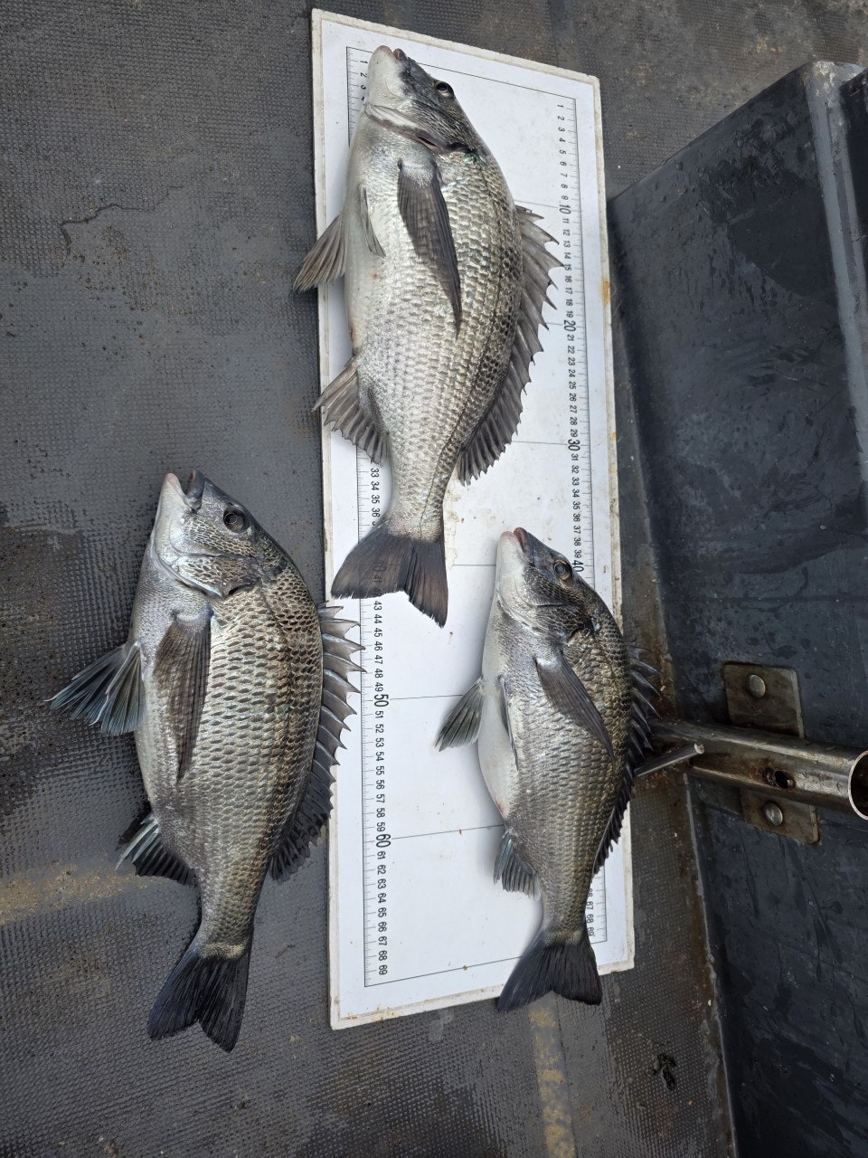 ����ڰ� �ø� �̹���