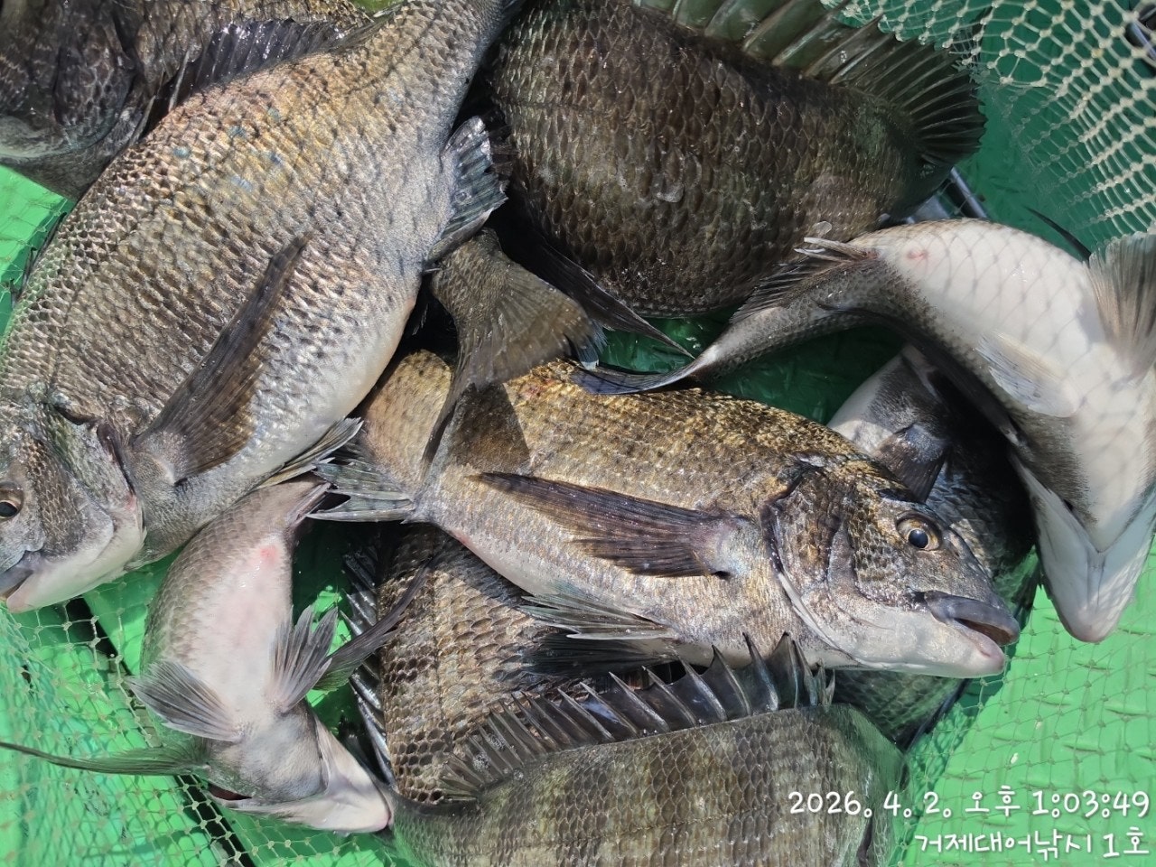 ����ڰ� �ø� �̹���