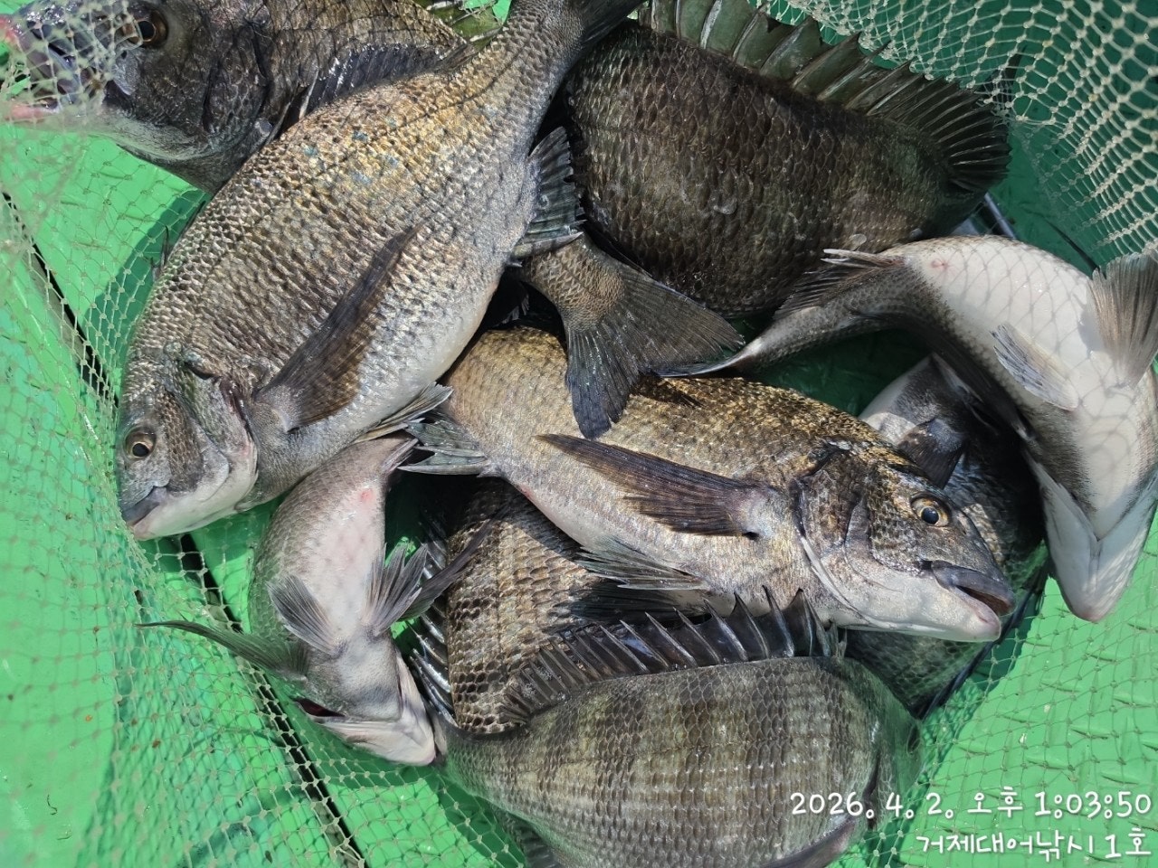 ����ڰ� �ø� �̹���