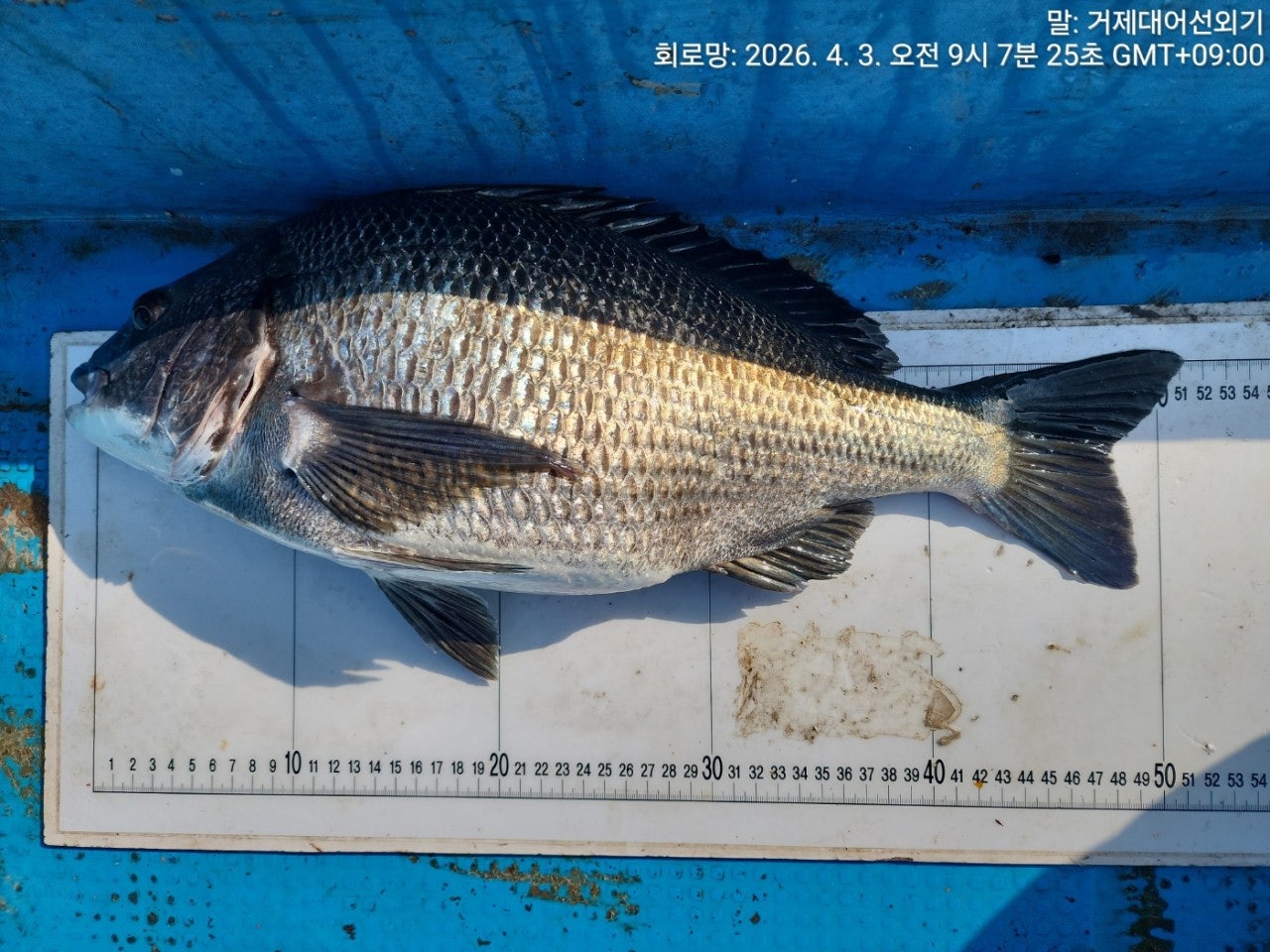 ����ڰ� �ø� �̹���