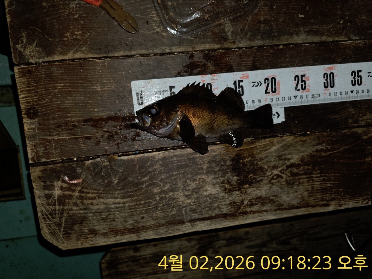 ����ڰ� �ø� �̹���