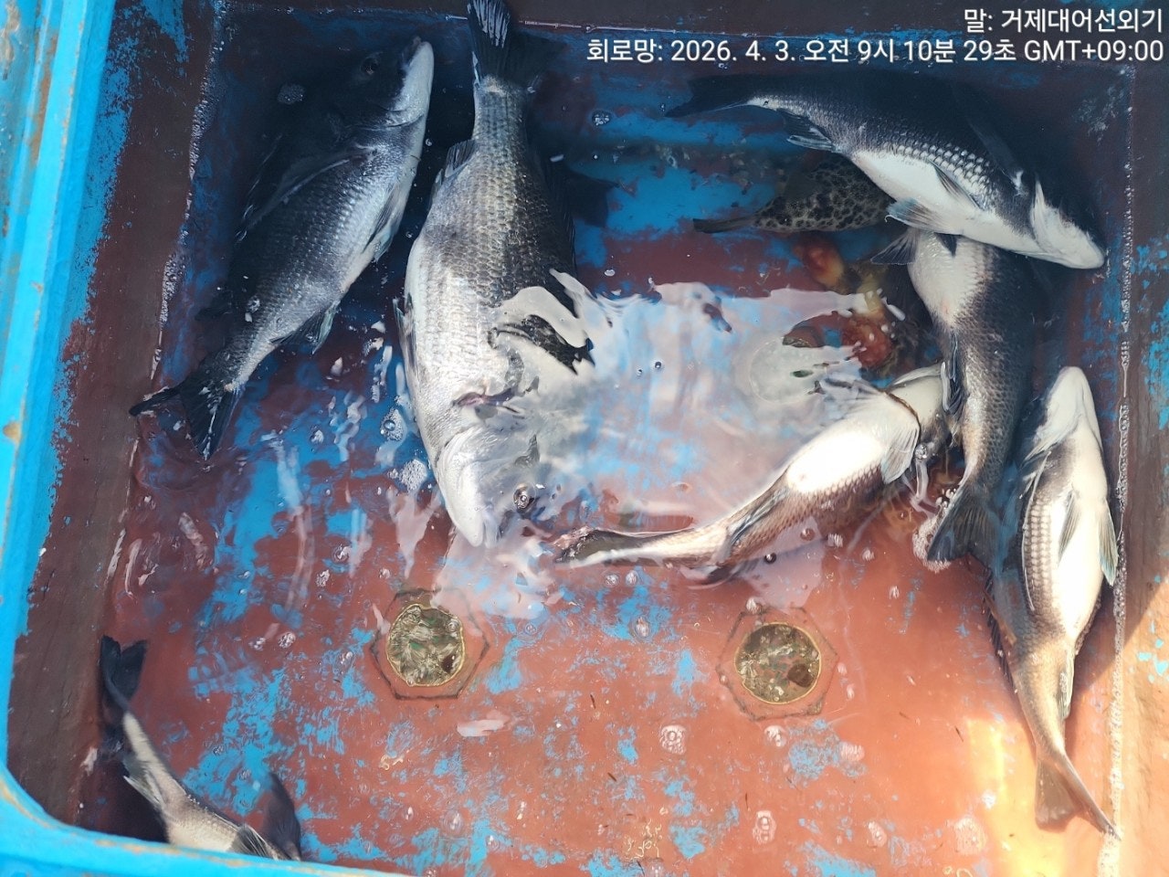 ����ڰ� �ø� �̹���