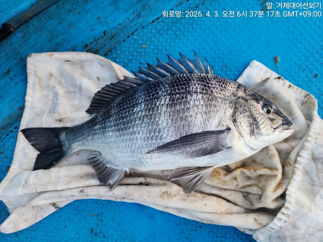 ����ڰ� �ø� �̹���