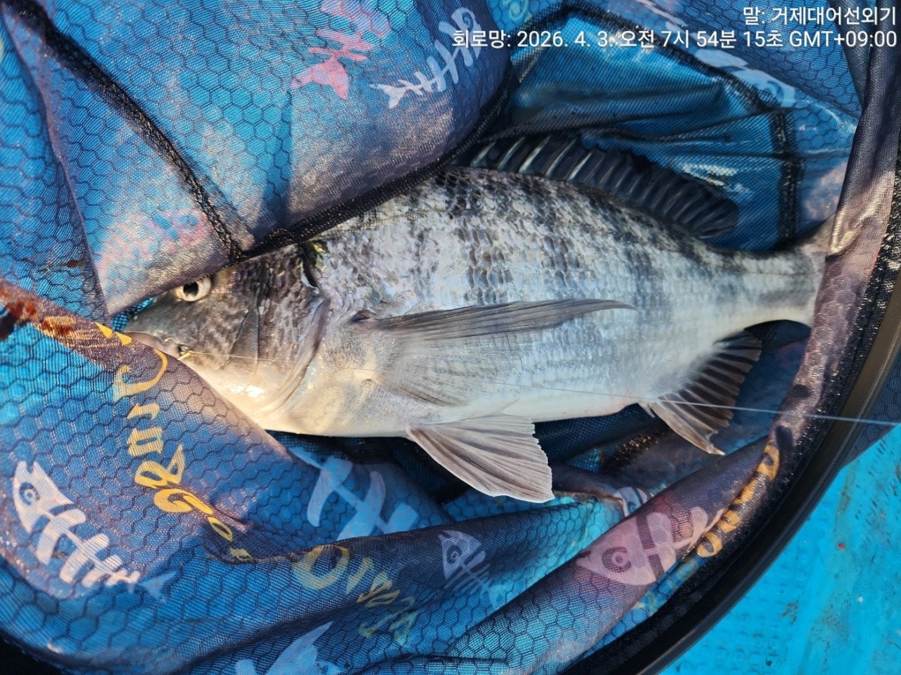 ����ڰ� �ø� �̹���